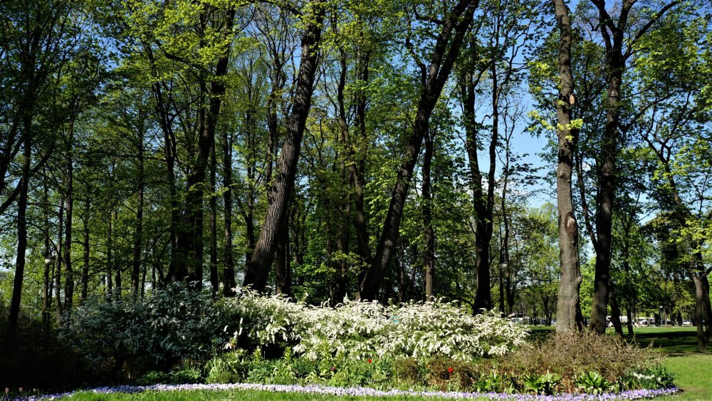 19.05.16_144_ СПб_ Михайловский сад.JPG