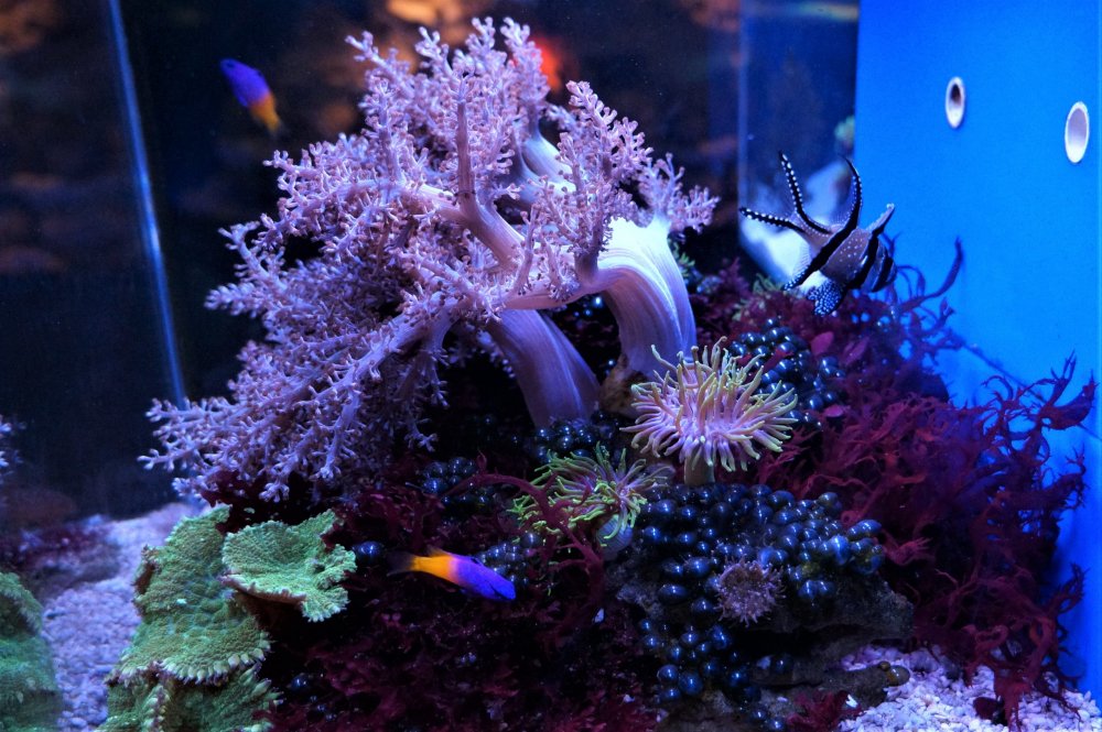 19.05.08_133_ Калининград_ Аквариум_музей Мирового океана.JPG