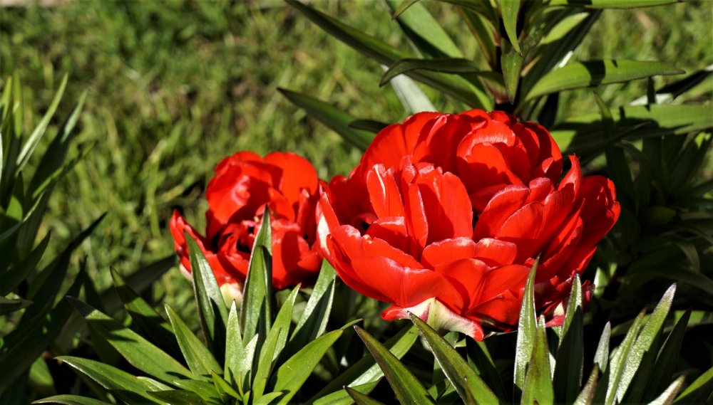 19.05.15_416_ Ораниенбаум.JPG