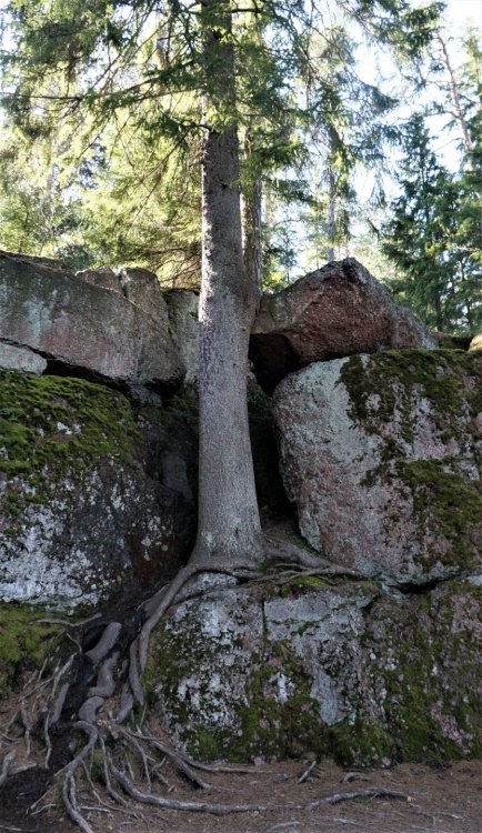 19.05.14_331_Выборг_парк Монрепо.JPG