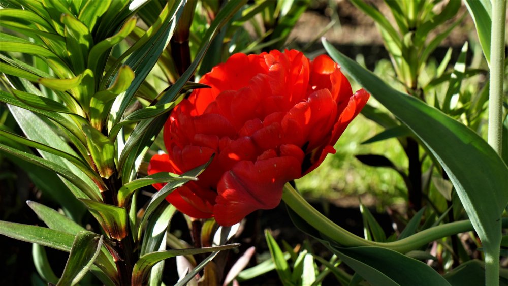 19.05.15_414_ Ораниенбаум.JPG