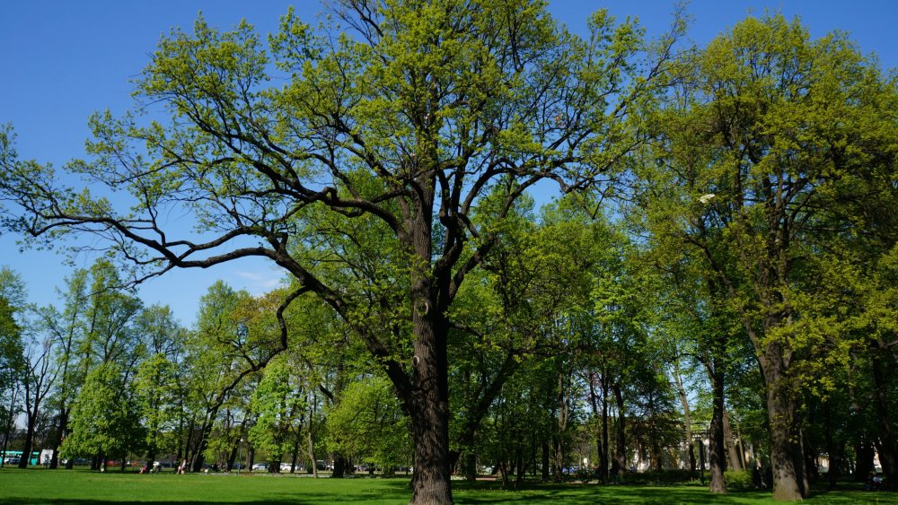 19.05.16_146_ СПб_ Михайловский сад.JPG
