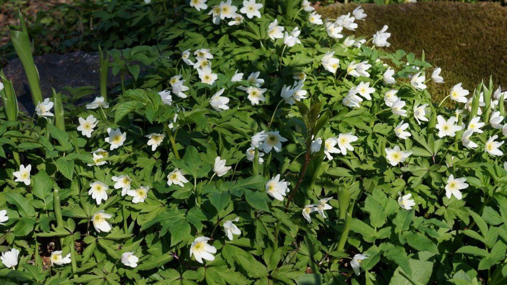 19.05.14_357_Выборг_парк Монрепо.JPG