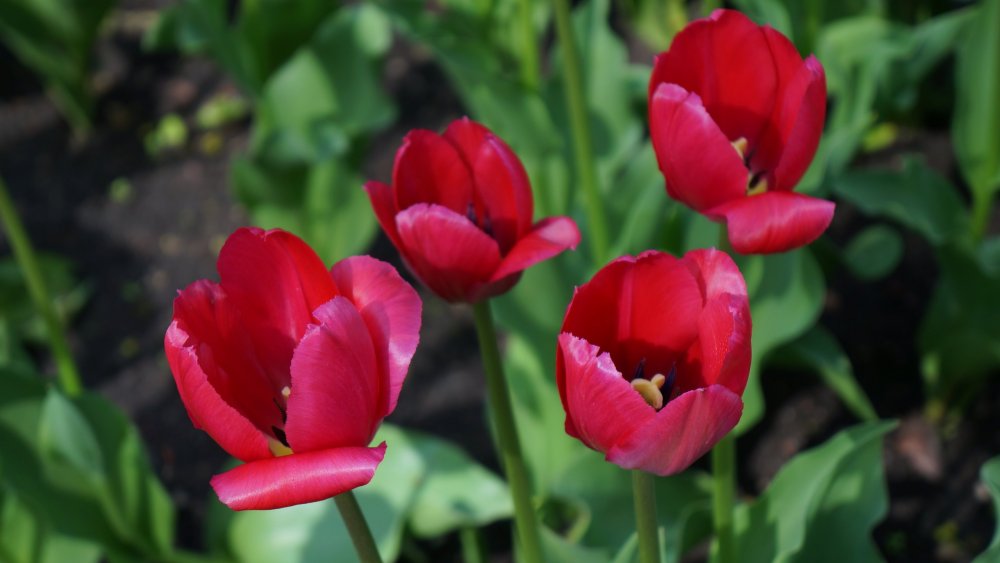 19.05.10_196_СПб_Елагин остров.JPG