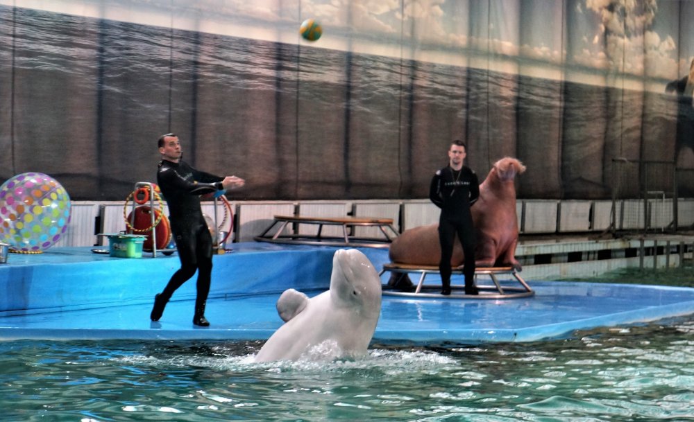 19.05.10_106_СПб_ Дельфинарий.JPG