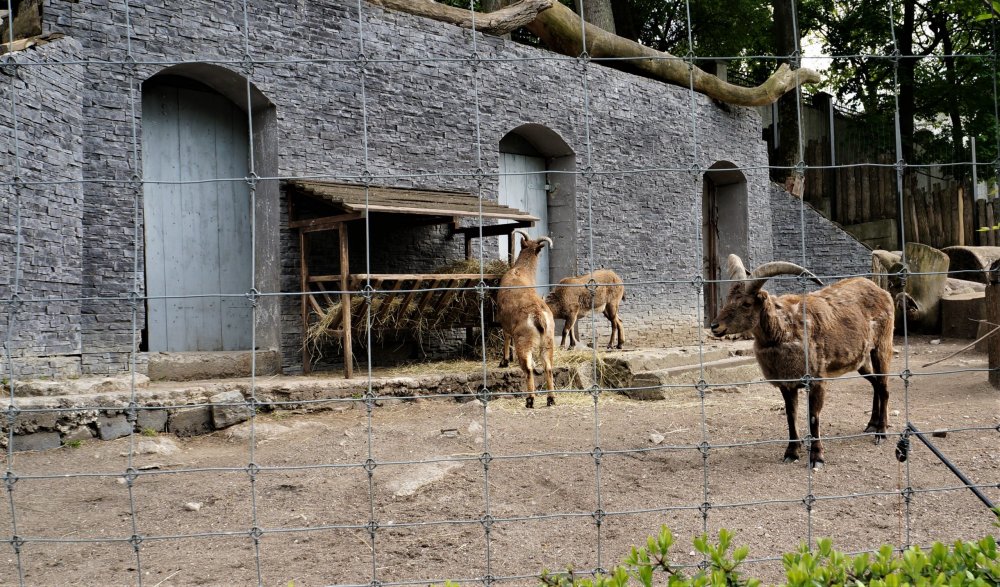 19.05.08_037_ Калининград_ зоопарк.JPG