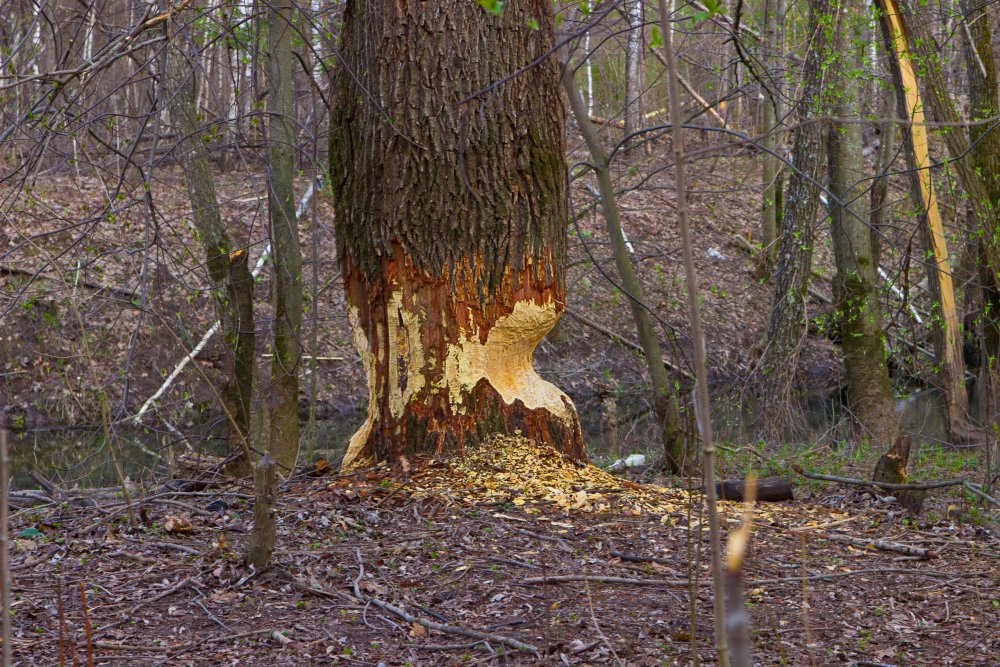 IMG_7022 Марий Чодра Работа бобров.jpg