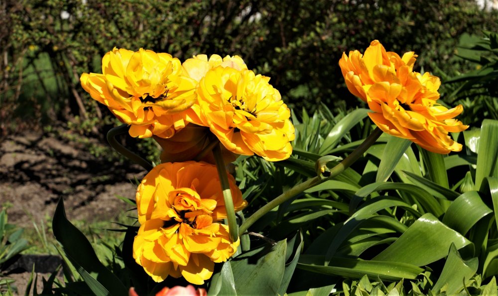 19.05.15_411_ Ораниенбаум.JPG