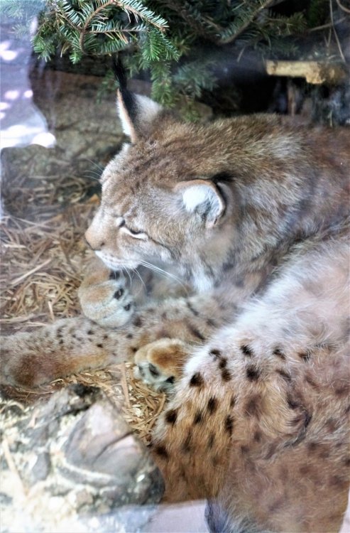 19.05.16_065_СПб_ Зоопарк.JPG