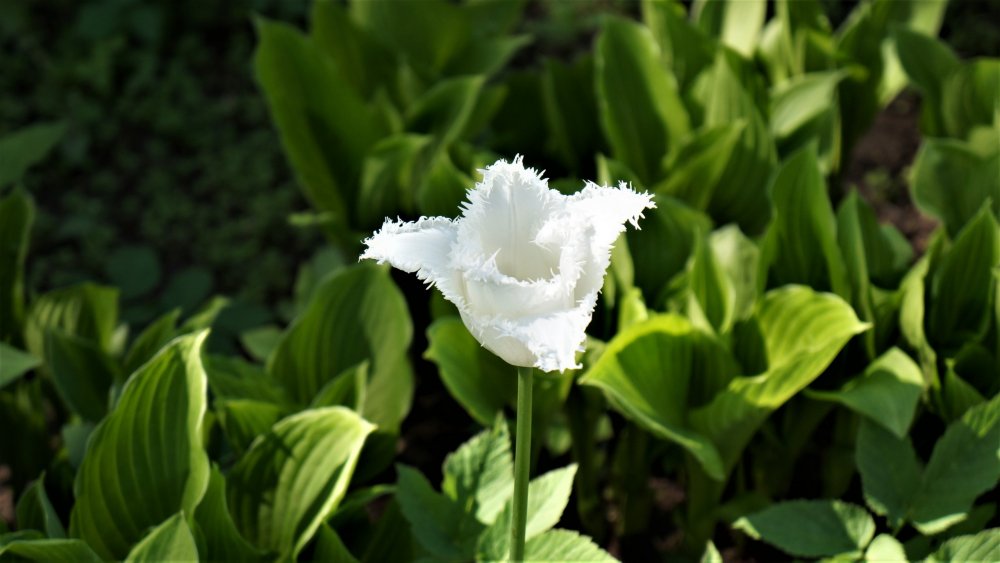 19.05.16_091_СПб_ Зоопарк.JPG