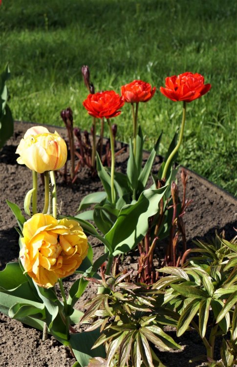 19.05.15_408_ Ораниенбаум.JPG