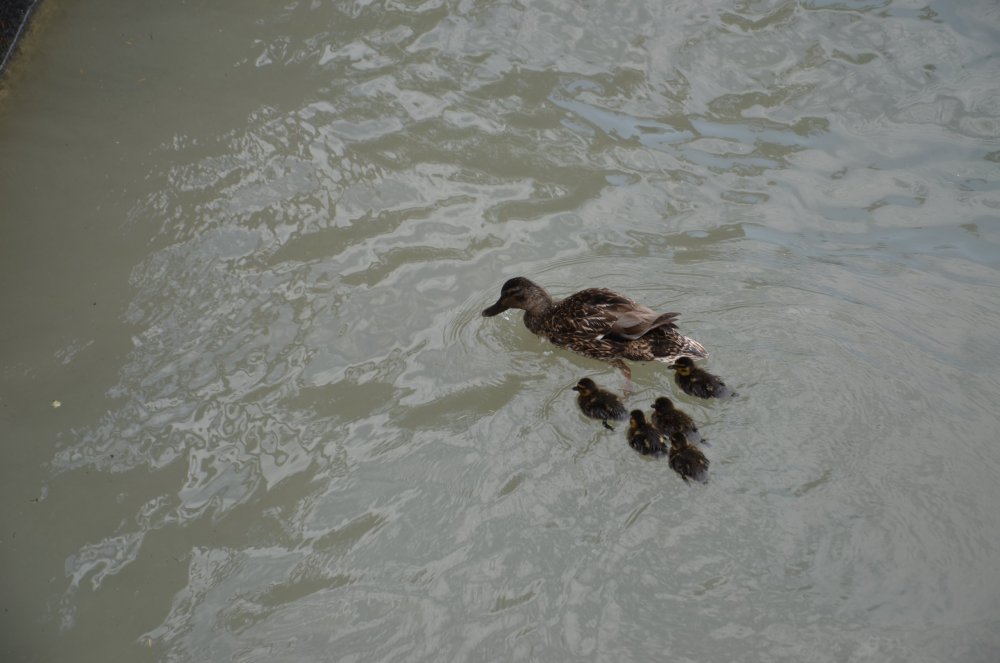 2AS  2019 г. часть 3 1223.JPG