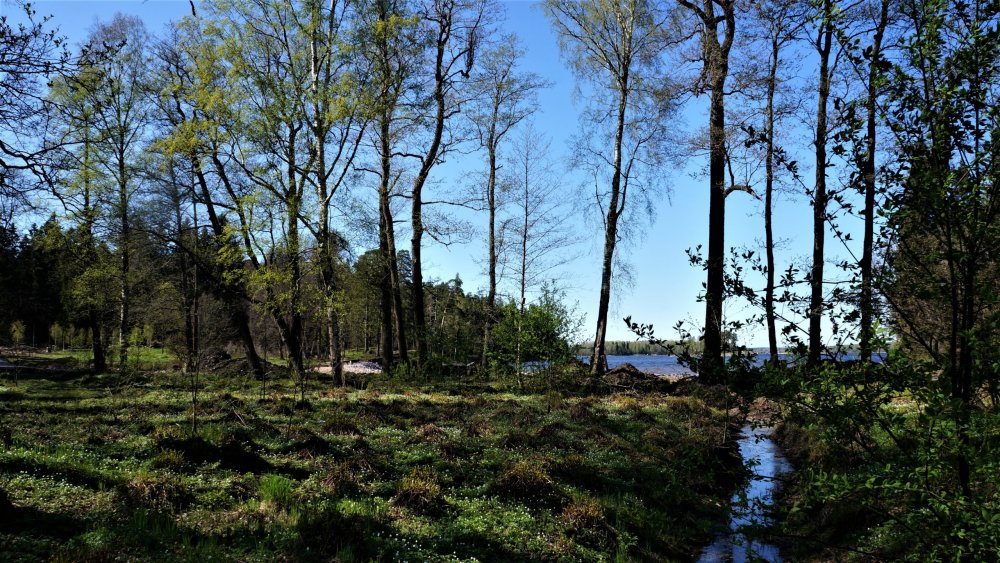 19.05.14_300_Выборг_парк Монрепо.JPG