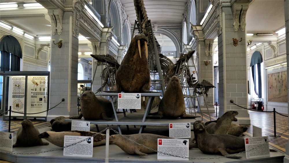 19.05.13_078_СПб_ Зоологический музей.JPG