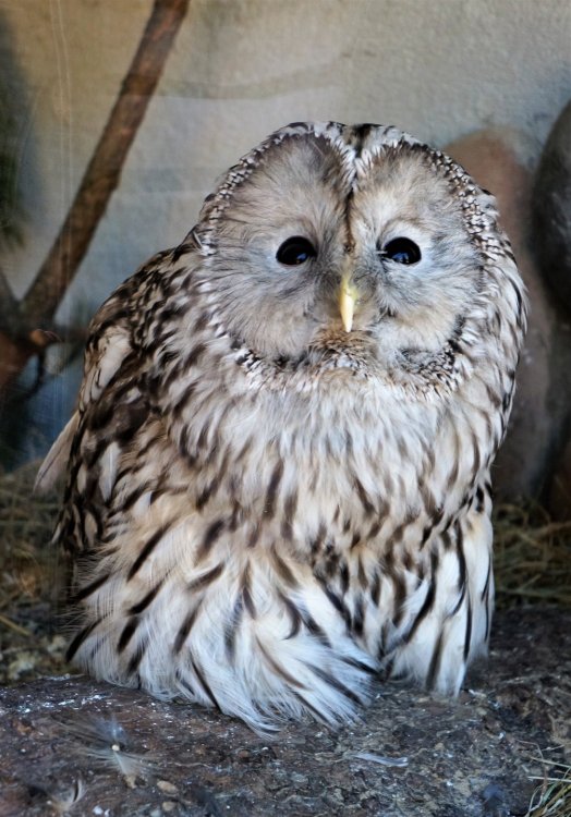 19.05.16_066_СПб_ Зоопарк.JPG