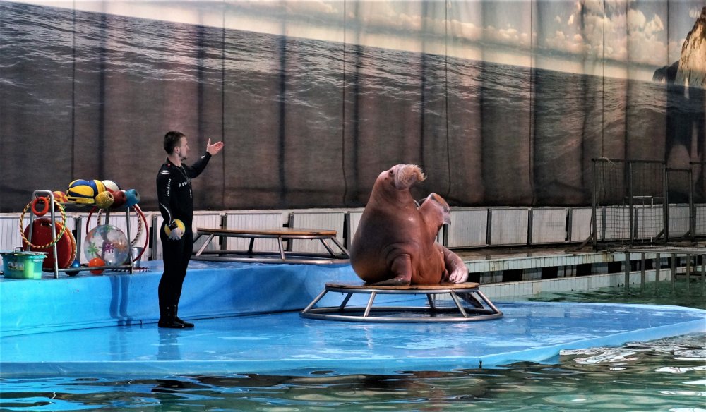 19.05.10_099_СПб_ Дельфинарий.JPG