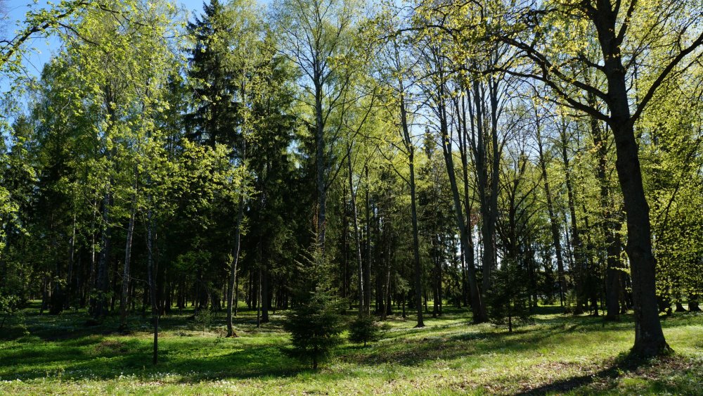 19.05.15_385_ Ораниенбаум.JPG