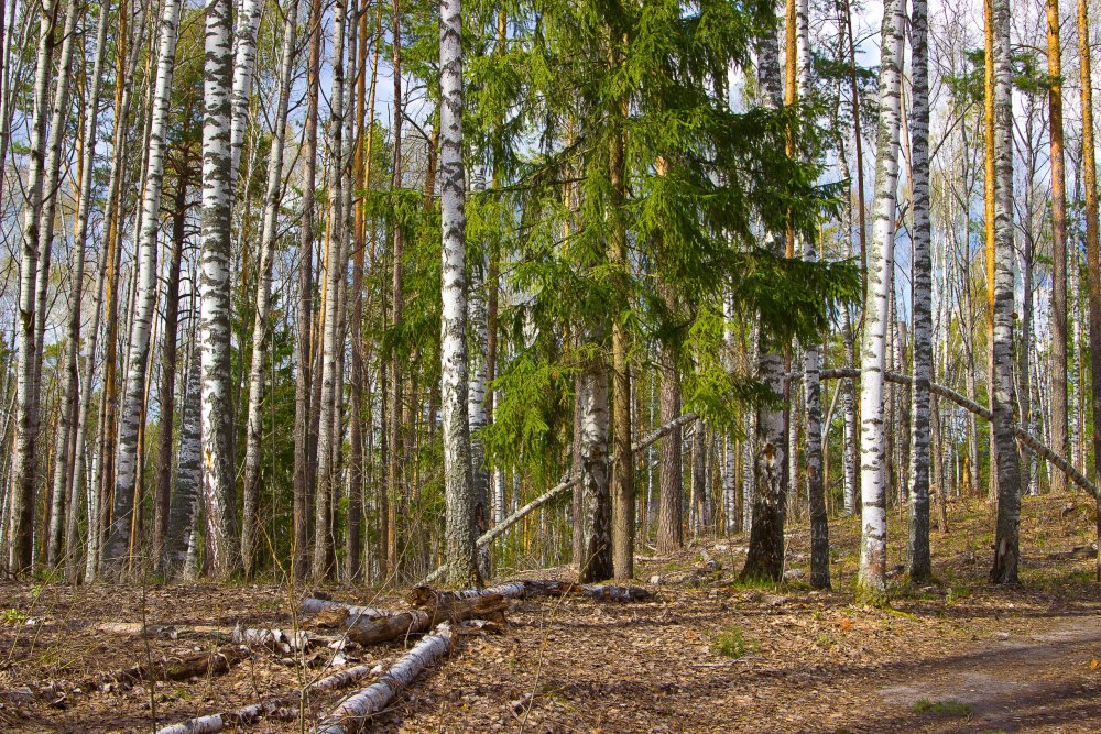 IMG_6974-1 Марий Чодра.jpg