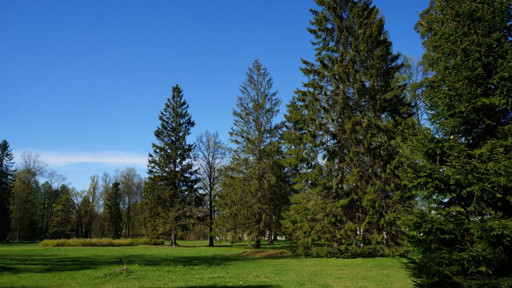 19.05.15_387_ Ораниенбаум.JPG