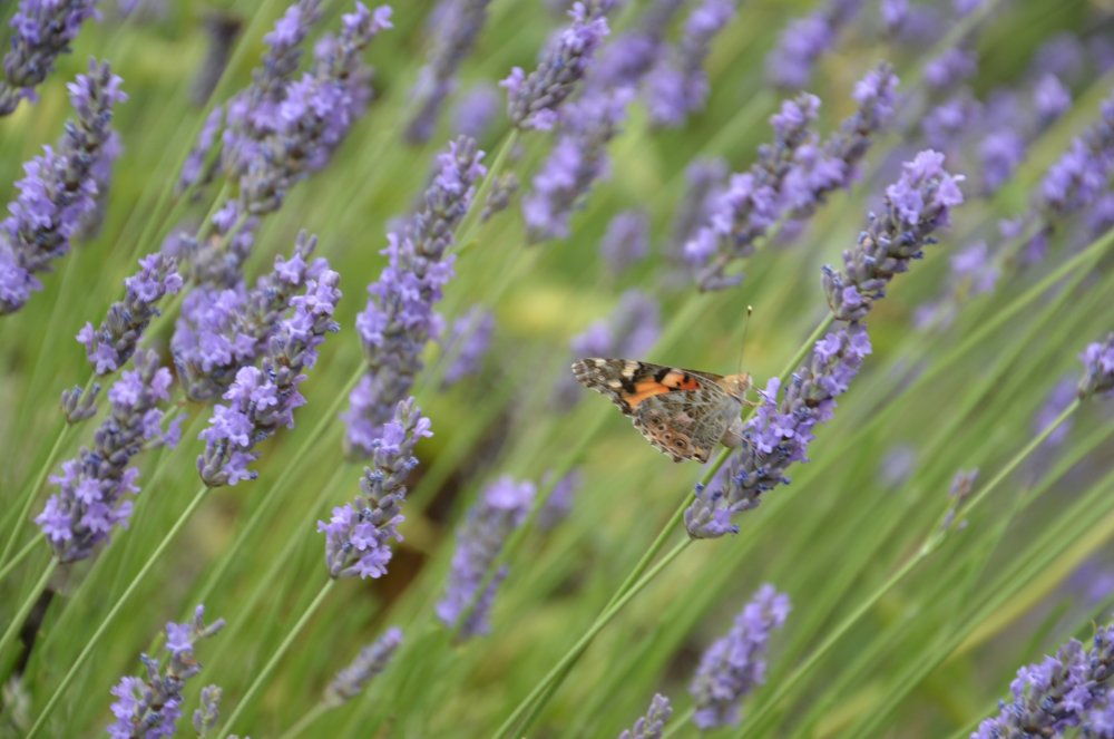 2 AS  2019г. часть 2 528.JPG