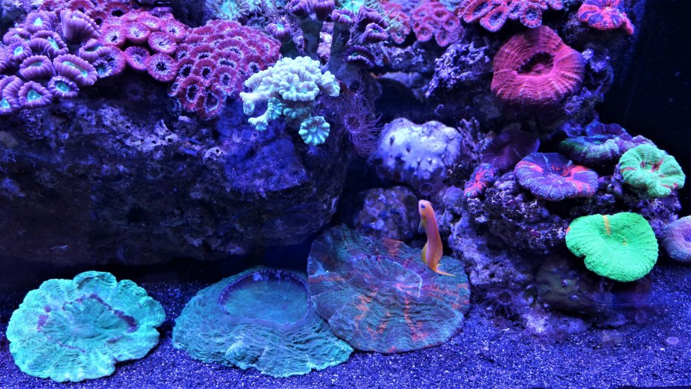 19.05.16_038_СПб_ Зоопарк.JPG