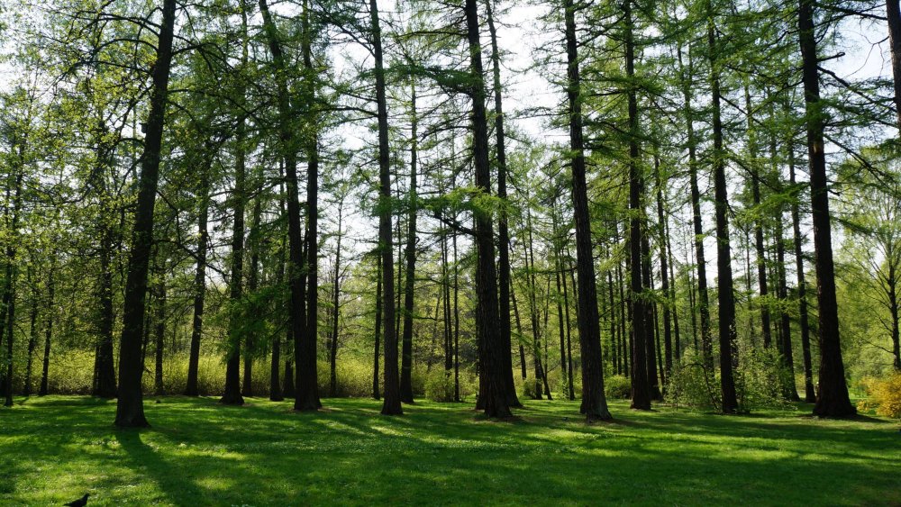 19.05.10_224_СПб_Елагин остров.JPG