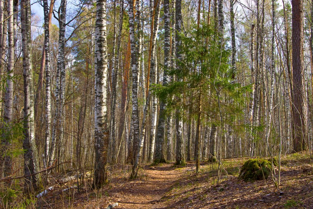 Img_7002-1 Марий Чодра.jpg