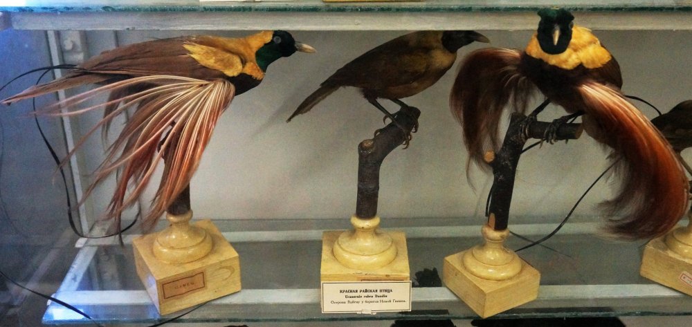 19.05.13_162_СПб_ Зоологический музей.JPG