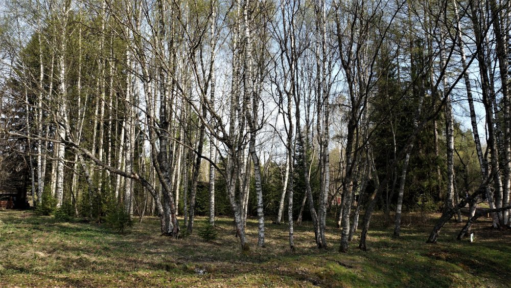 19.05.11_064_Карелия_водопад Кивач.JPG