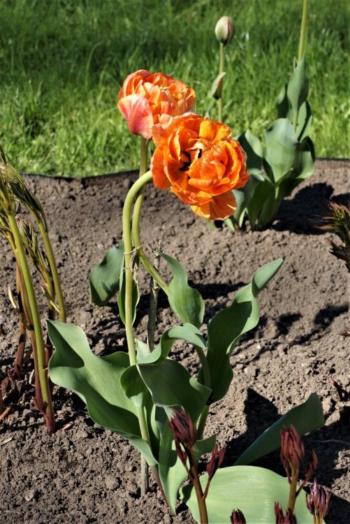 19.05.15_407_ Ораниенбаум.JPG