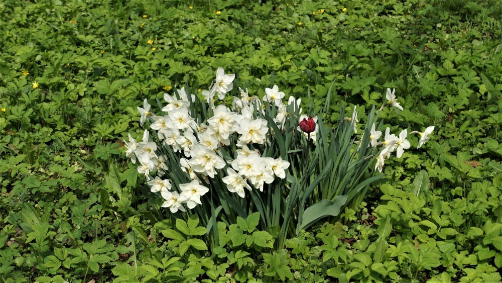 19.05.10_162_СПб_Елагин остров.JPG