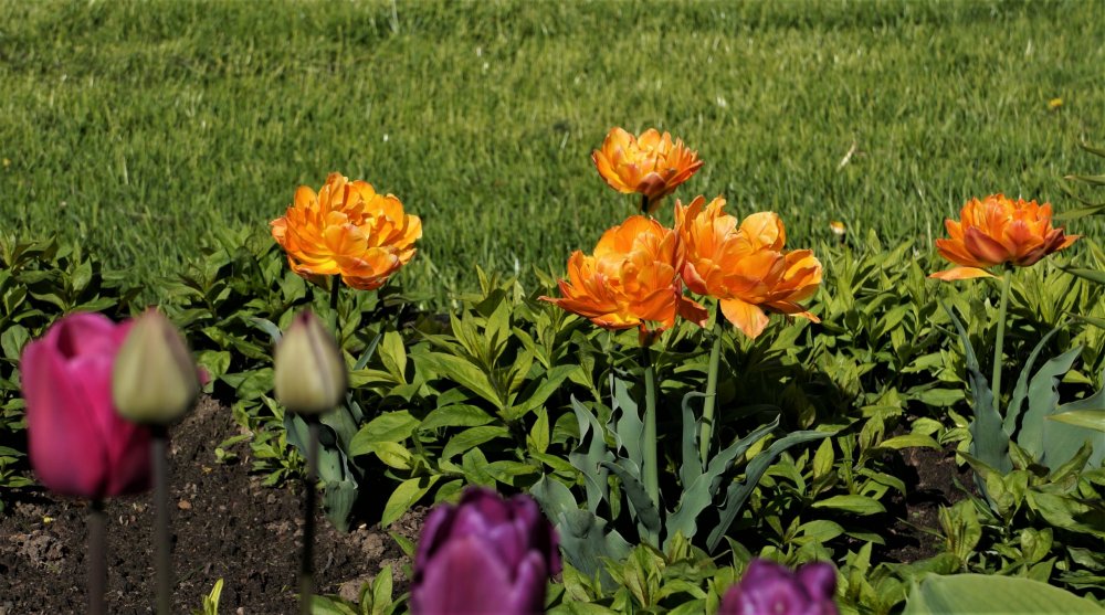 19.05.15_425_ Ораниенбаум.JPG