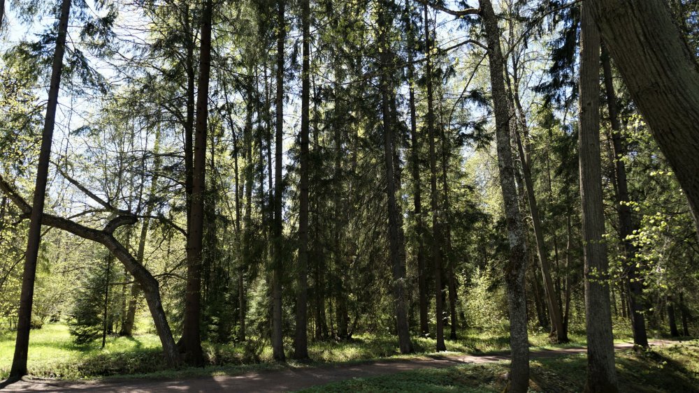 19.05.15_260_ Ораниенбаум.JPG