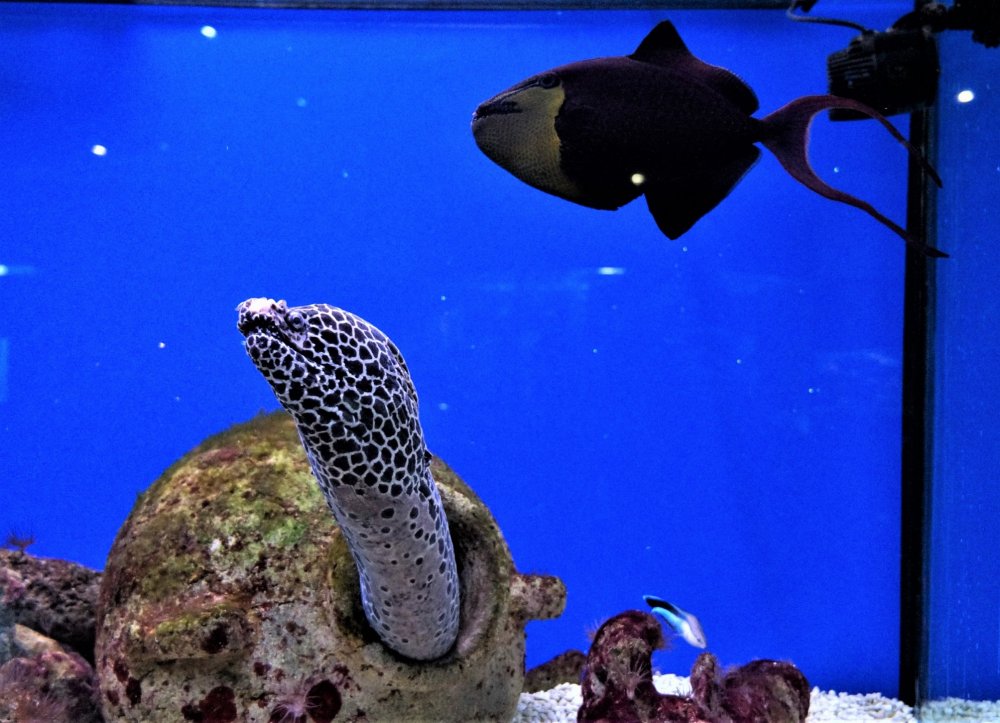 19.05.08_105_ Калининград_ Аквариум_музей Мирового океана.JPG