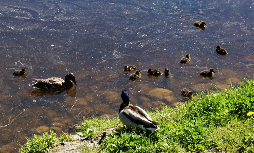 19.05.15_302_ Ораниенбаум.JPG