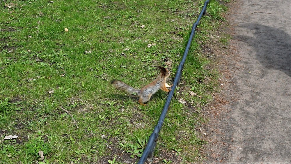 19.05.10_161_СПб_Елагин остров.JPG