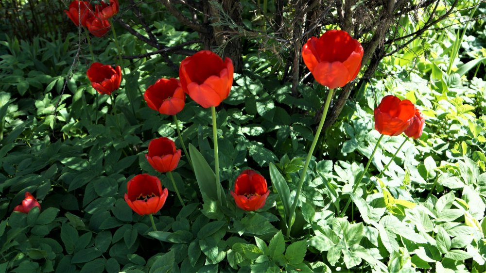 19.05.16_069_СПб_ Зоопарк.JPG