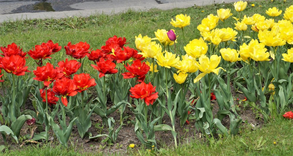 19.05.08_002_ Калининград.JPG