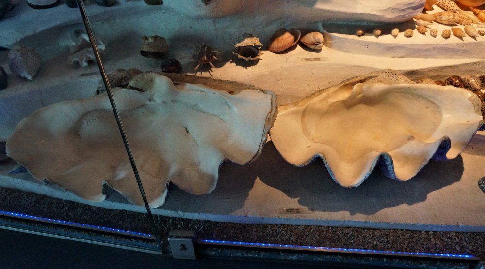 19.05.08_096_ Калининград_ Аквариум_музей Мирового океана.JPG