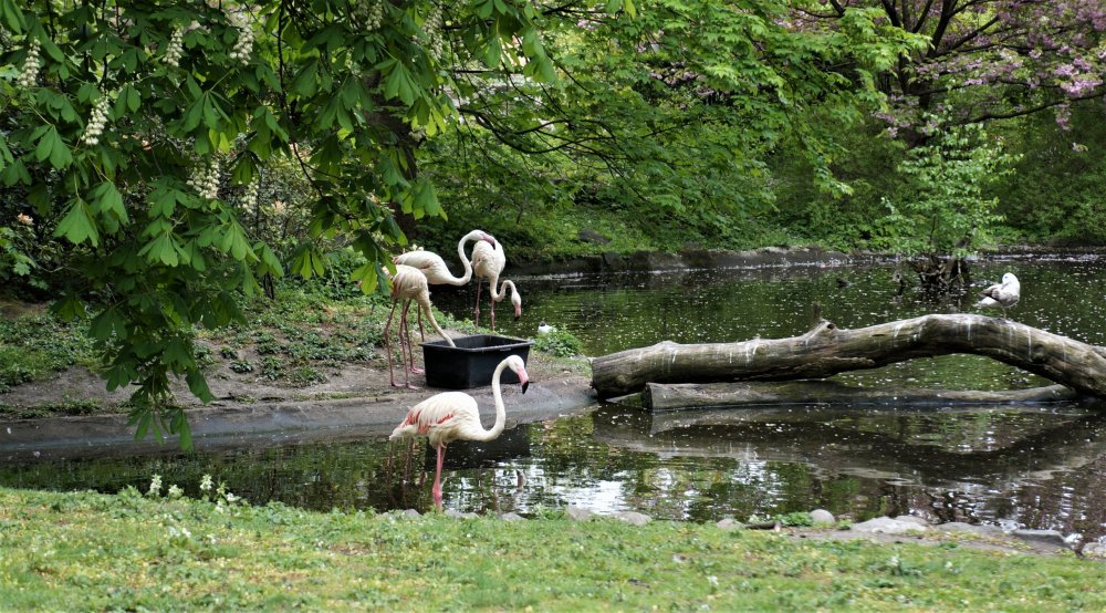 19.05.08_044_ Калининград_ зоопарк.JPG