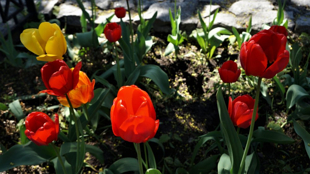 19.05.16_014_СПб_ Зоопарк.JPG