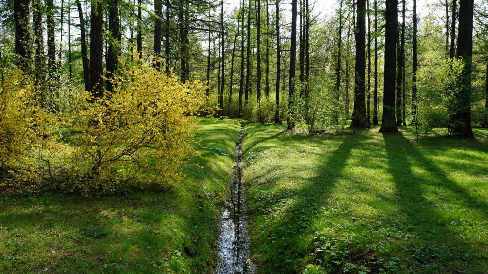 19.05.10_225_СПб_Елагин остров.JPG