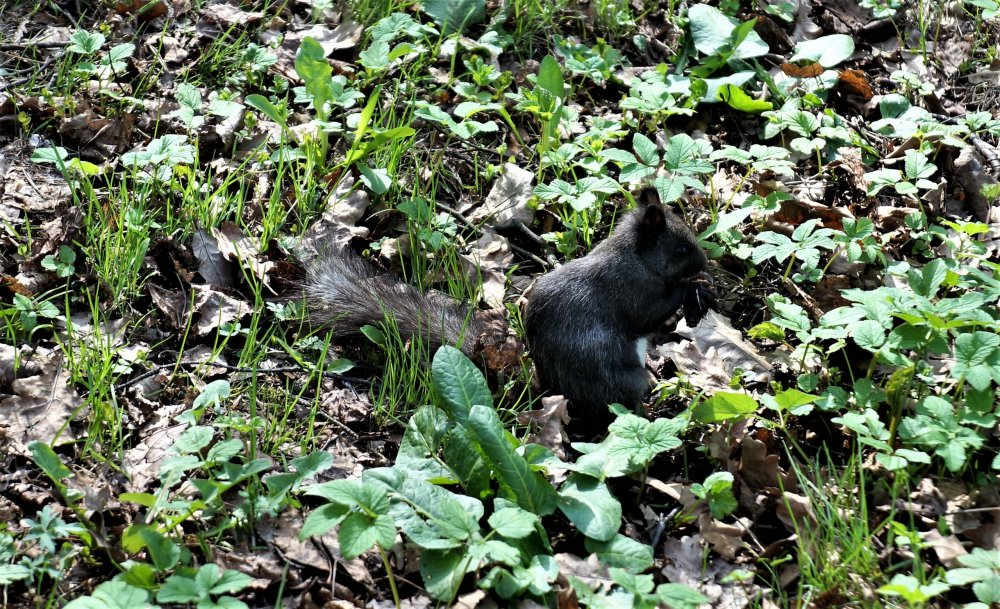 19.05.10_218_СПб_Елагин остров.JPG