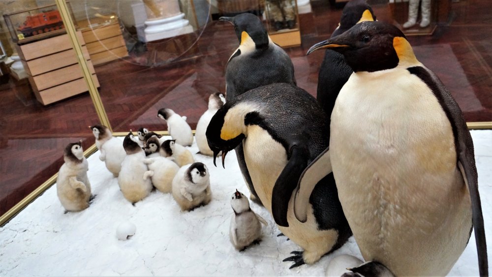 19.05.10_063_ СПб_ Музей Арктики и Антарктики.JPG