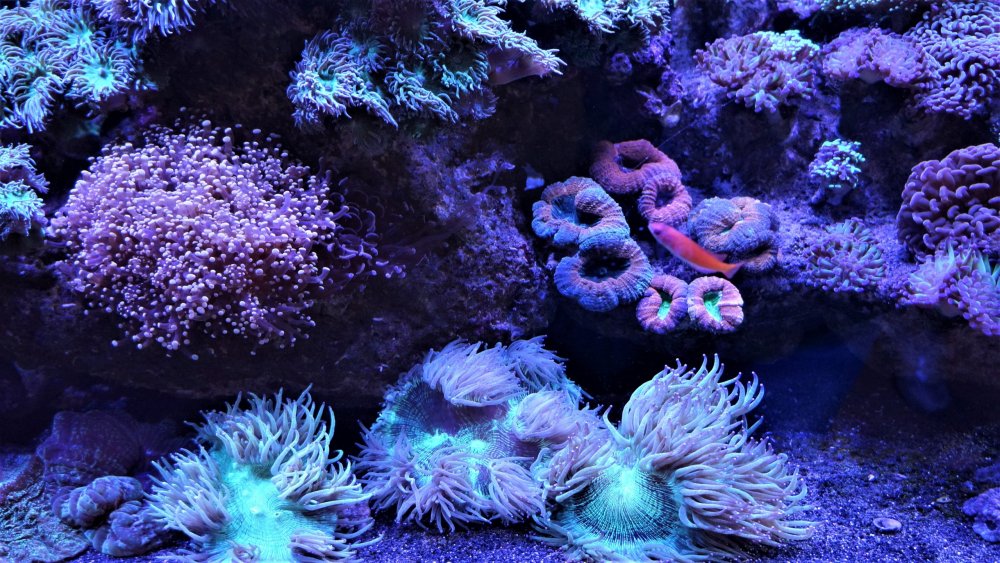 19.05.16_028_СПб_ Зоопарк.JPG