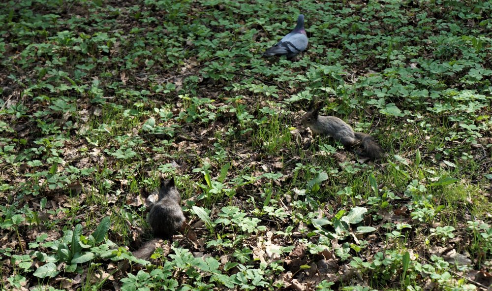 19.05.10_221_СПб_Елагин остров.JPG