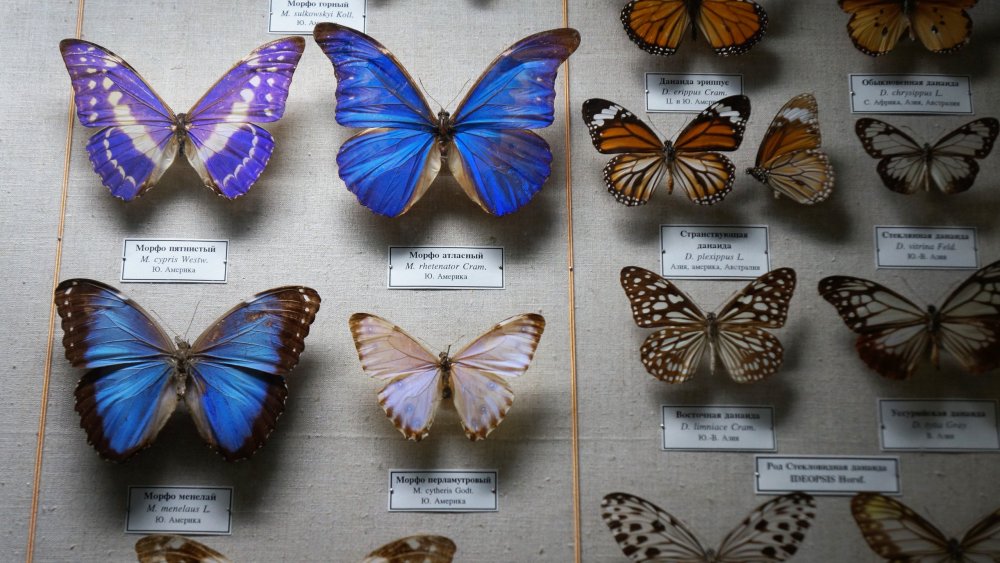 19.05.13_254_СПб_ Зоологический музей.JPG