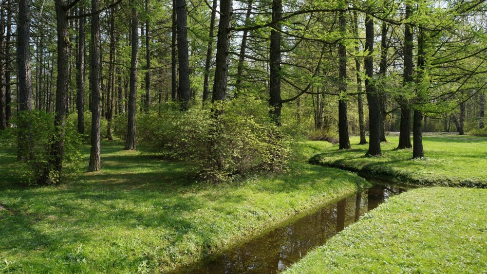 19.05.10_227_СПб_Елагин остров.JPG