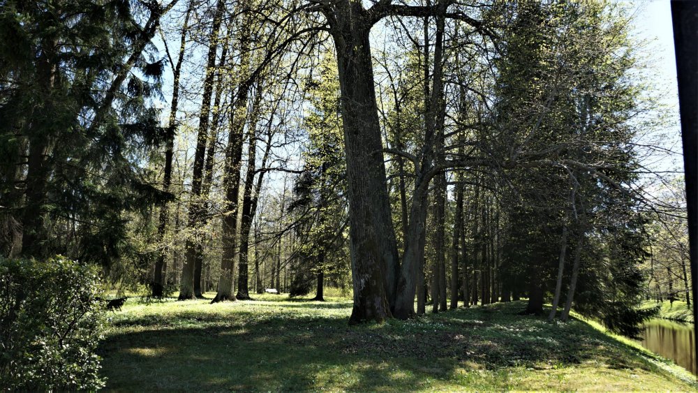 19.05.15_068_ Ораниенбаум.JPG