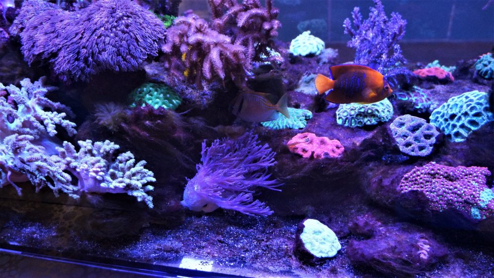 19.05.16_033_СПб_ Зоопарк.JPG